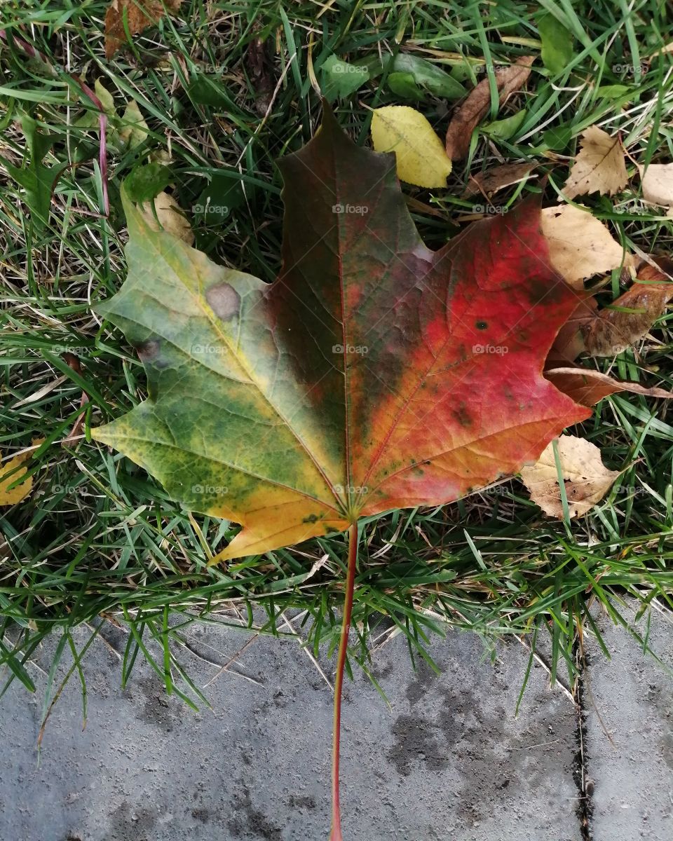 Maple leaf, fall, color, nature