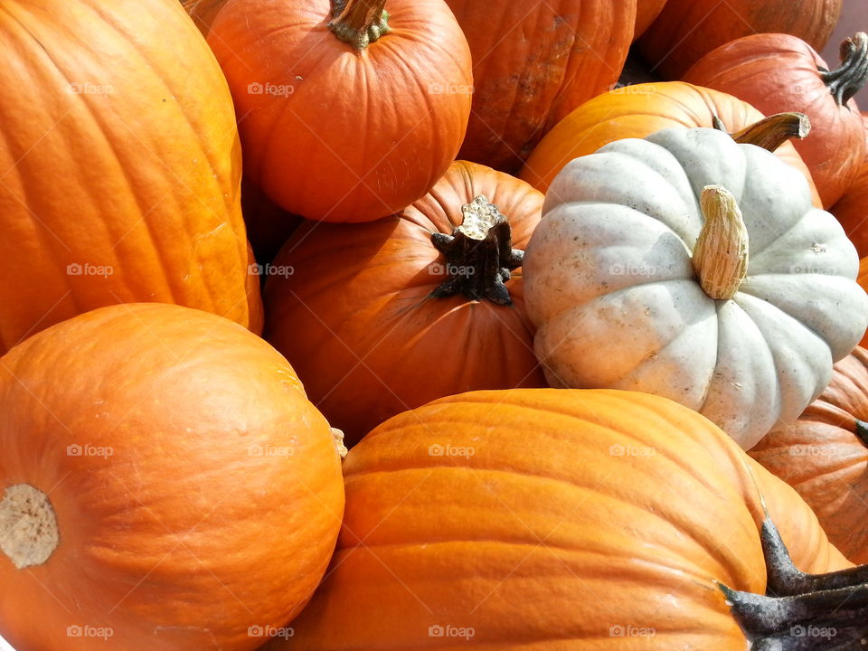 Sunlit bright pumpkins grouped together for sale at an autumn festival.