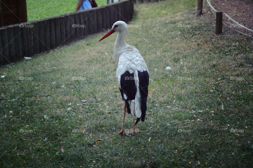 Angry bird. I think it's a stork
