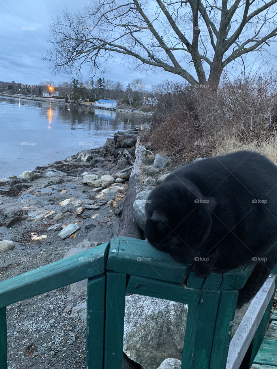 Cat enjoying the view