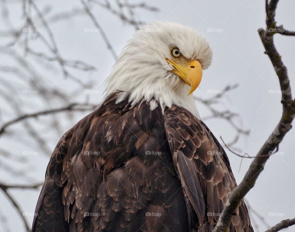 Bald eagle