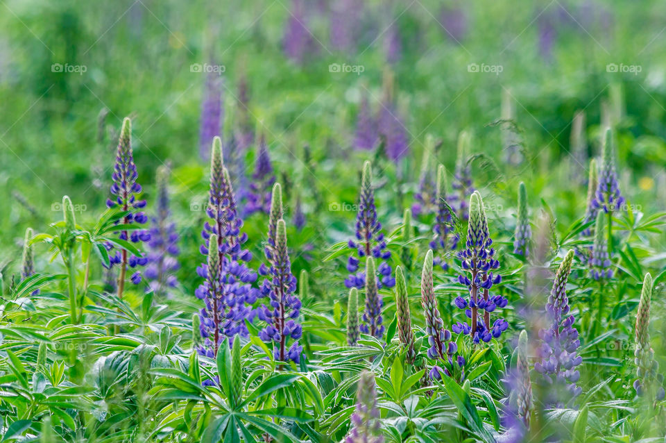 Lilac lupins field, Blooming, summer,