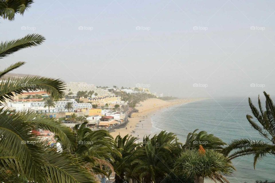 Beach, Seashore, Tree, Travel, Palm