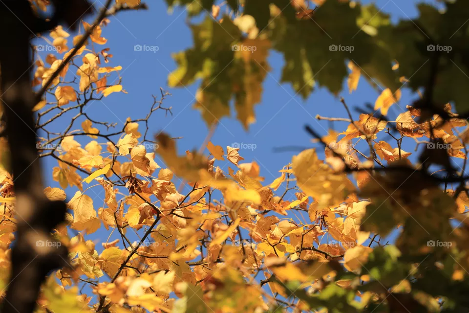 Autumn 