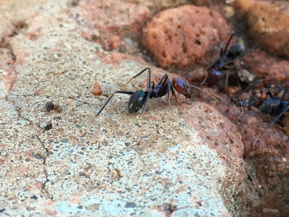 Ant closeup colourful
