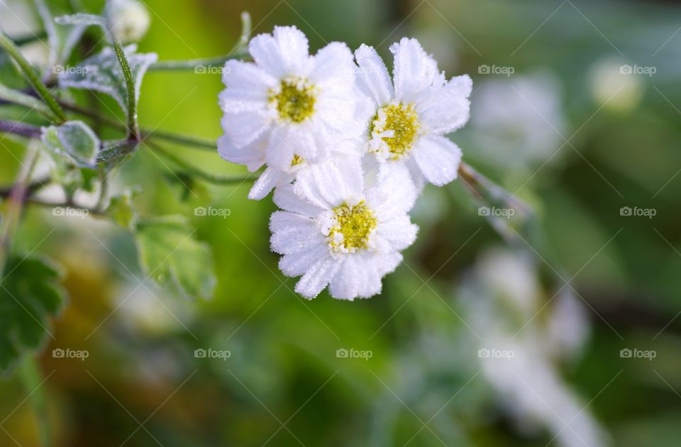 Snow covered on flowers