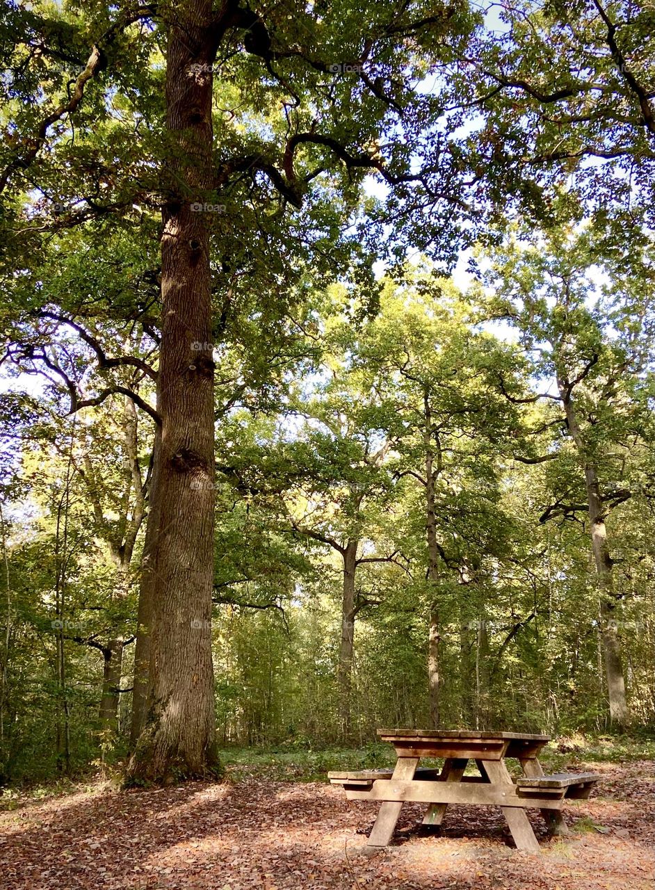 Forest , trek October 2022 . 