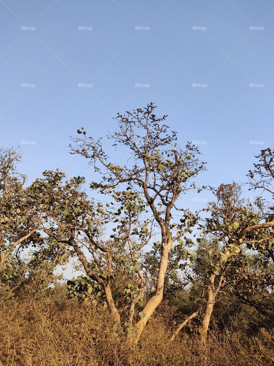 beautiful😍 trees🌳🌳🌳🌳