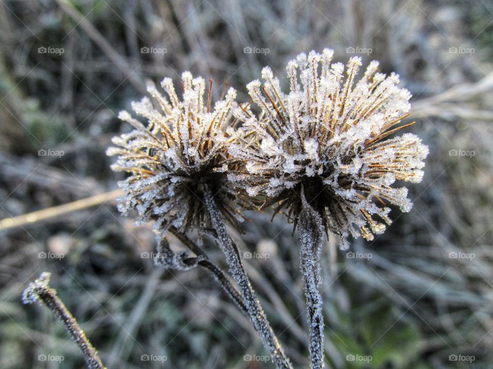 frost on plants. ice crystals on the leaves after a frosty night. late autumn and early winter. freezing.