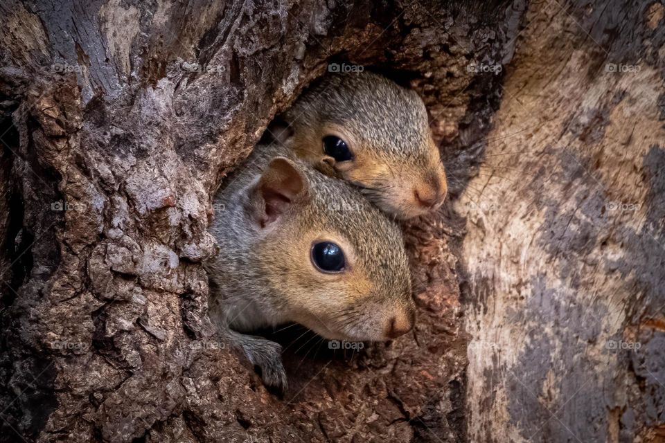 Spring is the season for juvenile squirrels to scurry and play. This image could be a meme for one adolescent gazing out the window to reflect on life, but the sibling wants to know what’s going on.