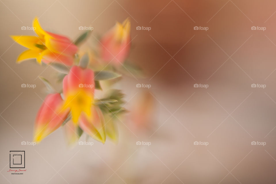 blury flower wallpaper