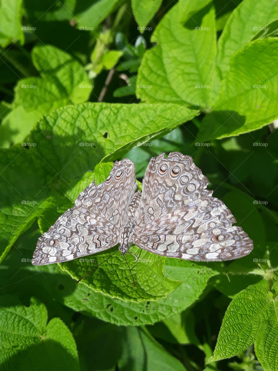 butterfly and leaves2