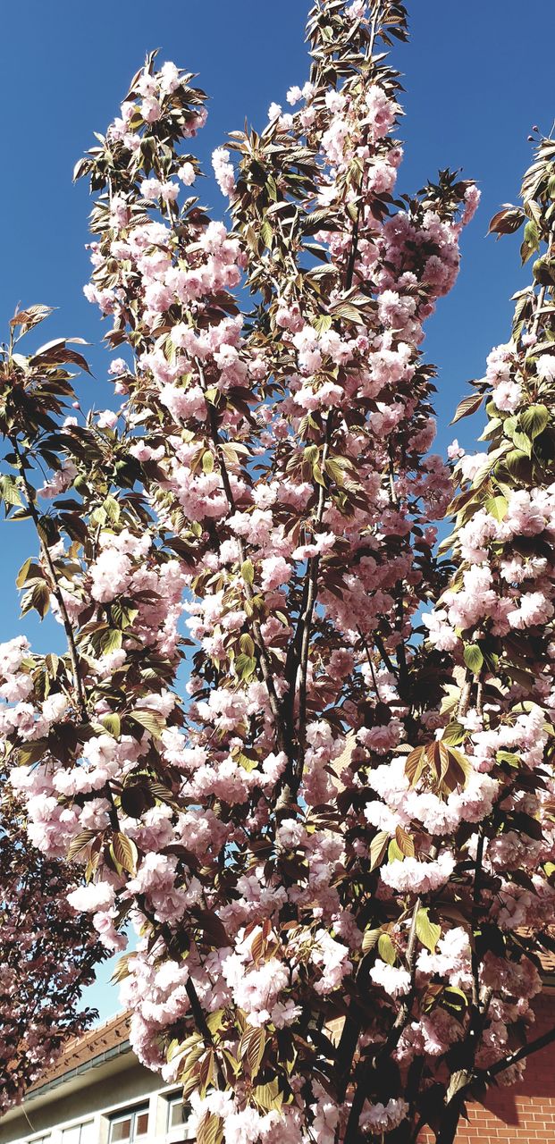 sakura tree
