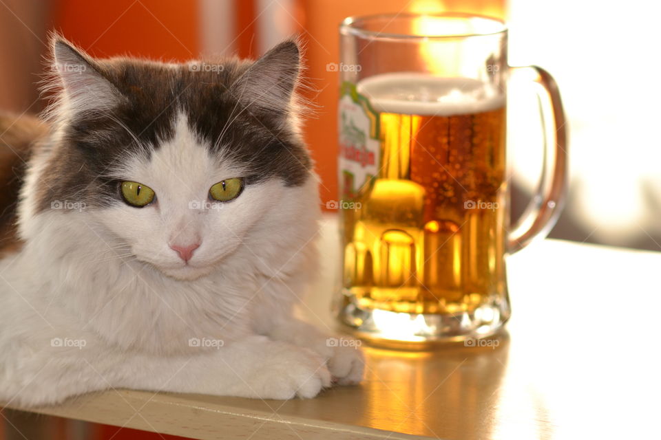 cat with beer