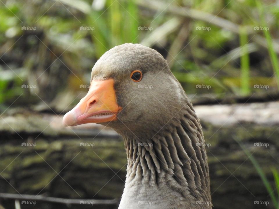 Greylag goose, beautiful big bird, UK