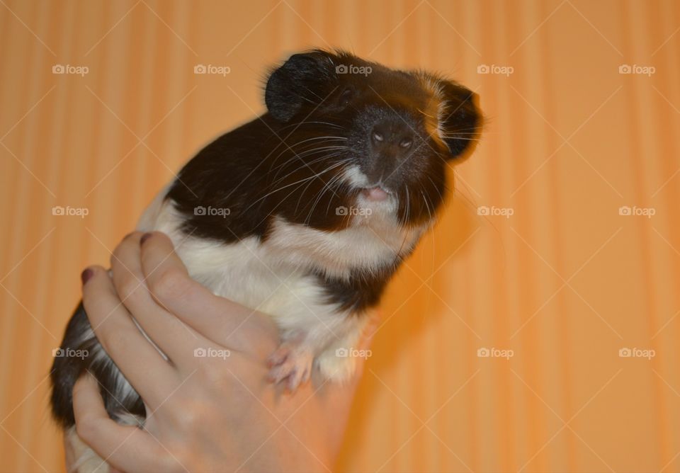 Guinea pig in human hand