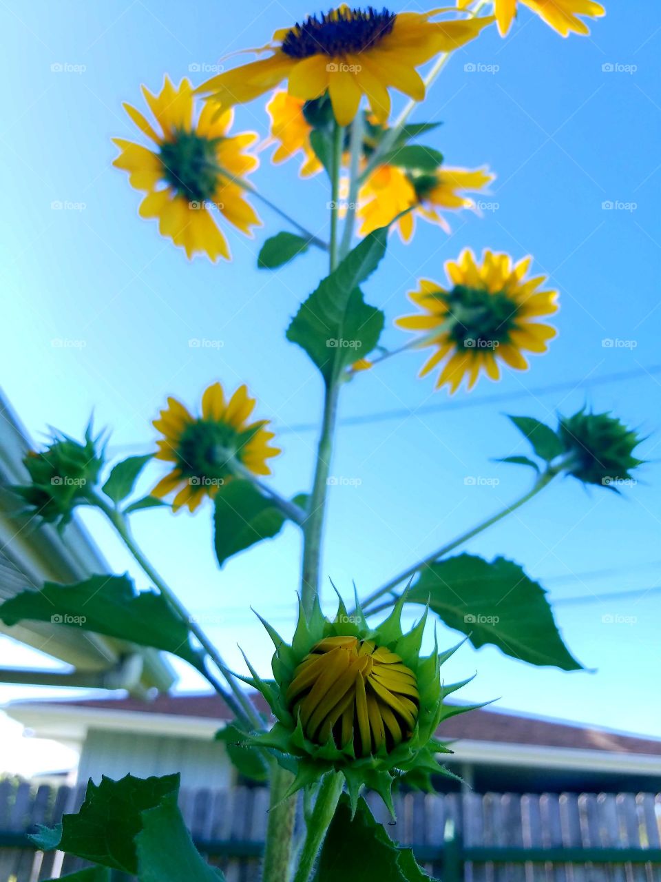 Nature, No Person, Flower, Summer, Leaf