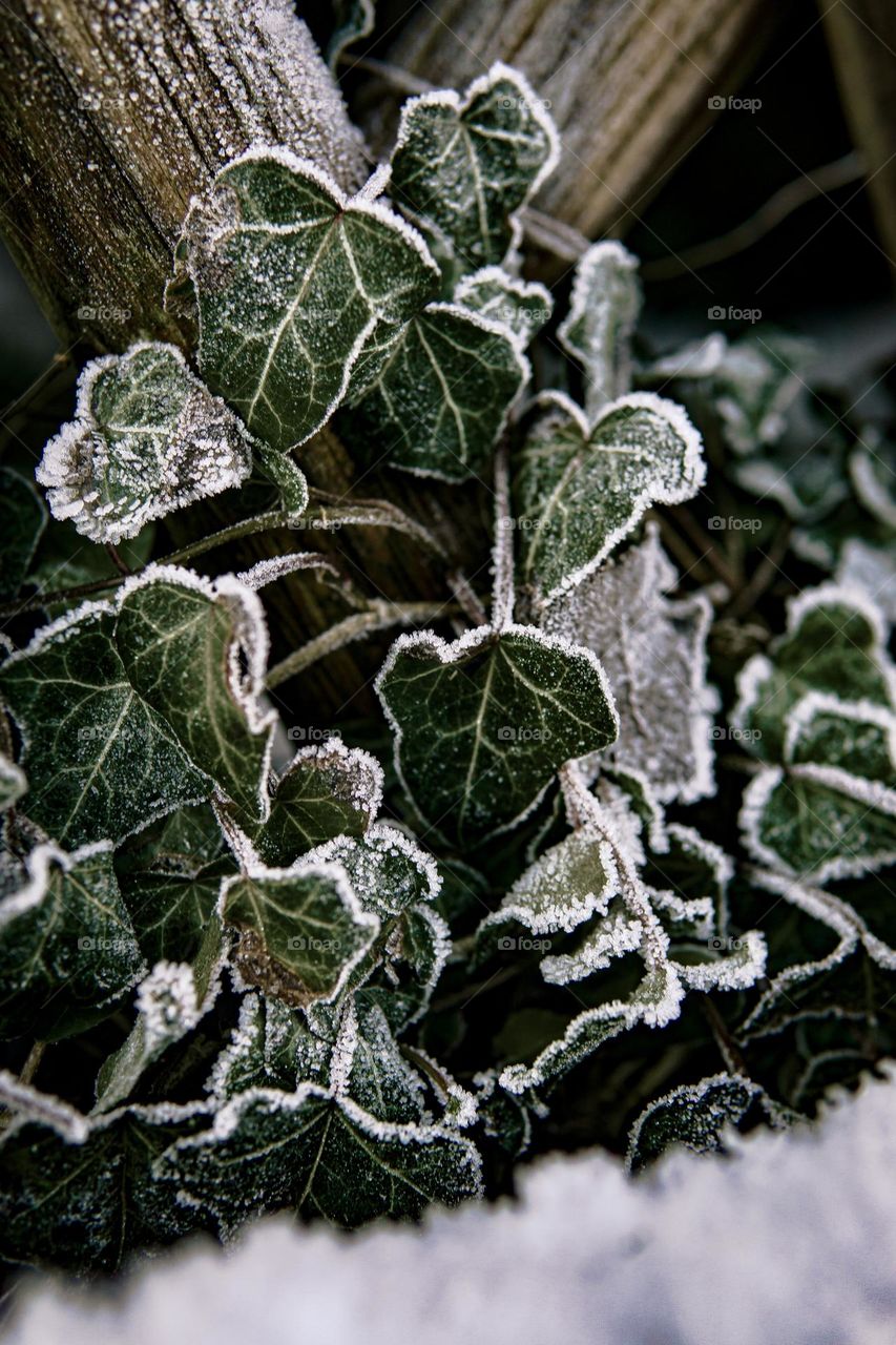 Frosted transformation 