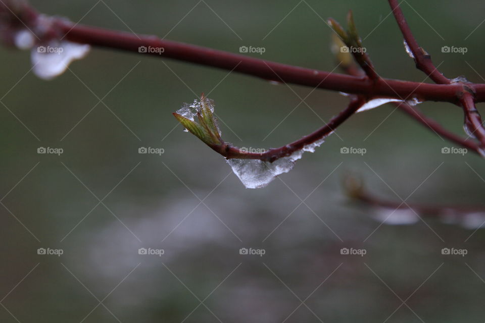 first leaves