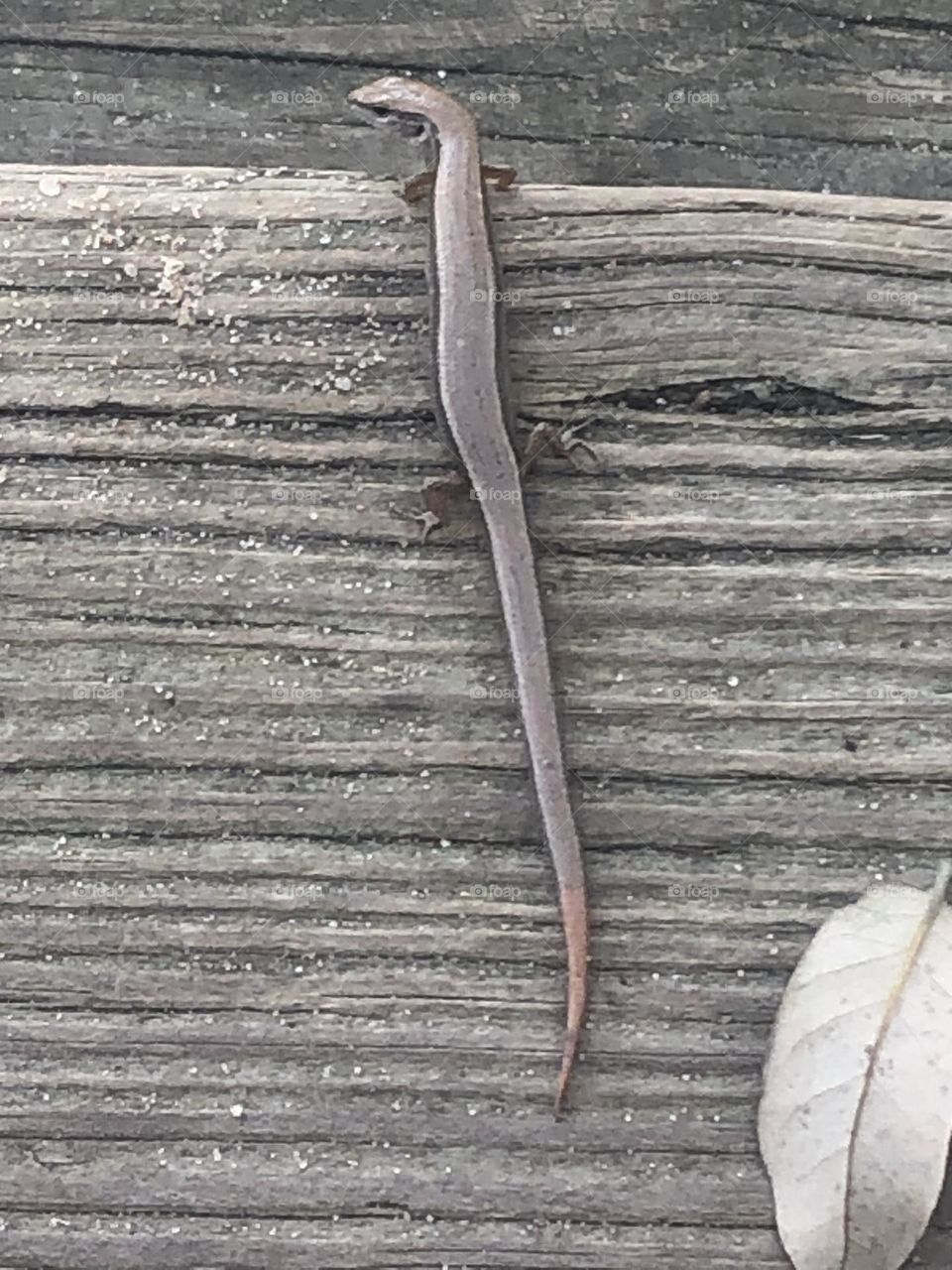 This is Skink. A lizard with a very long body (about 6 inches long) and very short legs. He’s very fast but didn’t mind me standing over him!