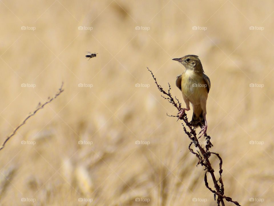 Bird sitting on plant,watching at my camera 