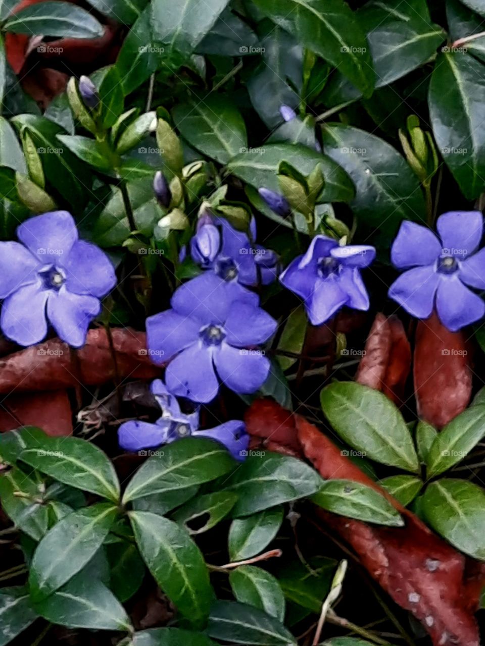 blue flowers of periwinkle in spring garden