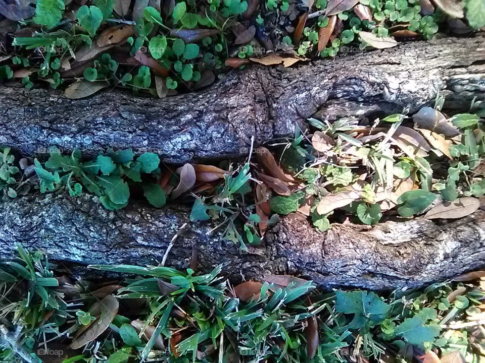 tree  root