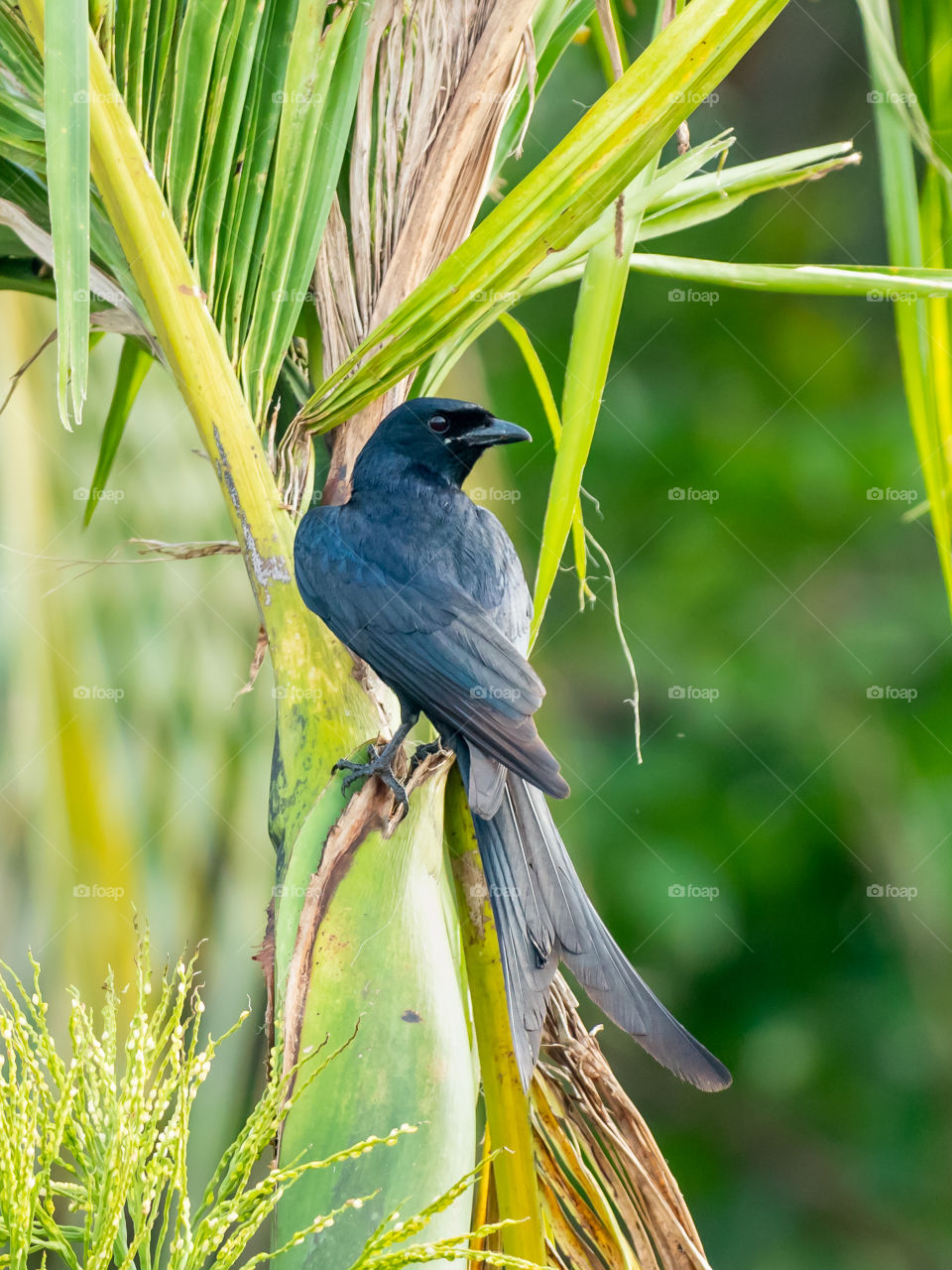 Black Drongo