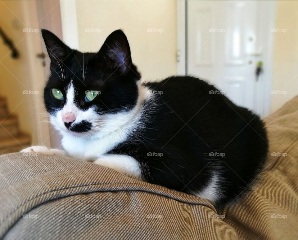 Cat sitting on the sofa.