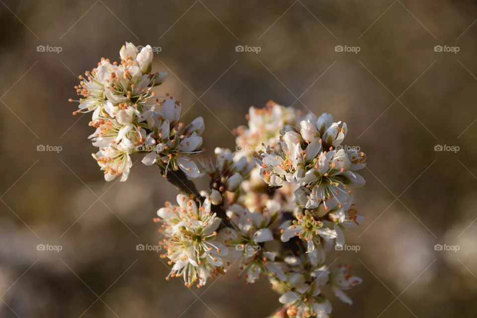 Springtime