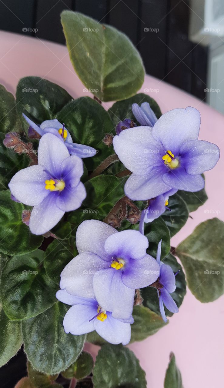 Violetas lilás.