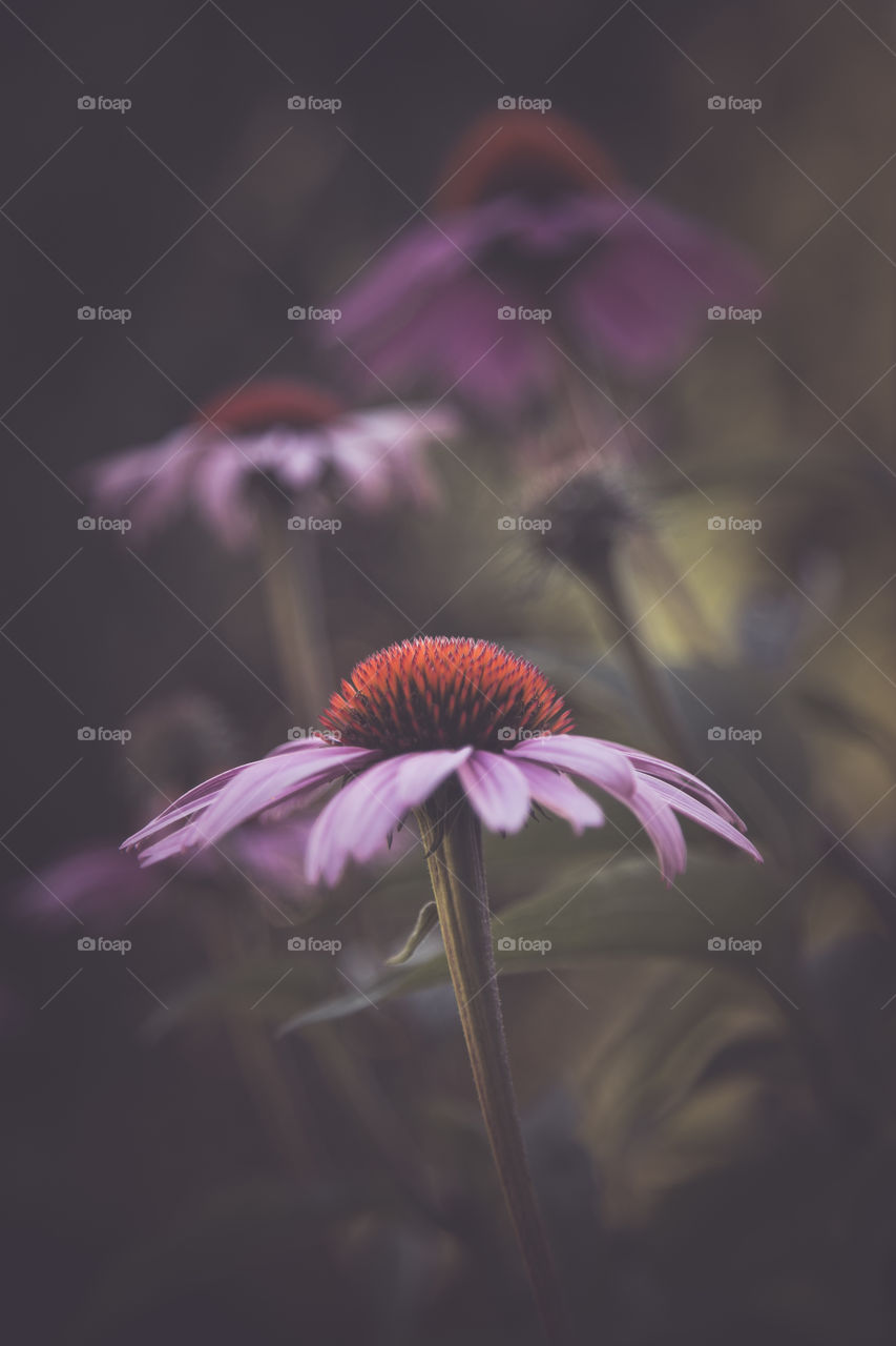 echinacea