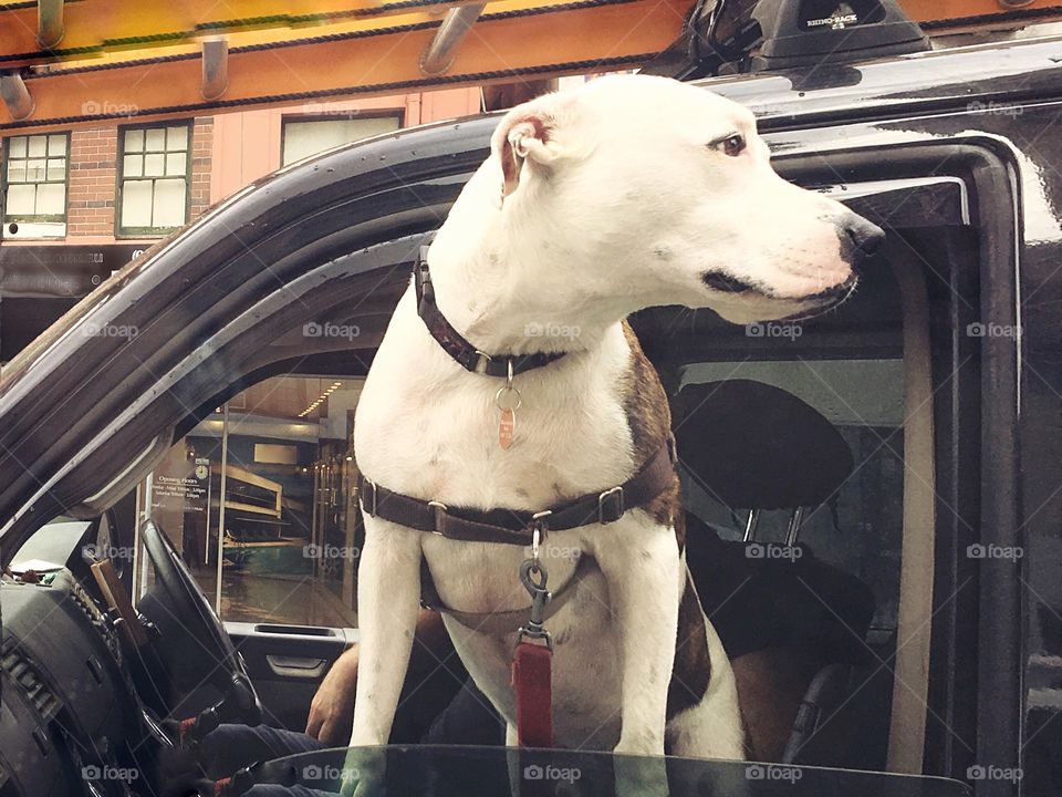 Traffic police - cute dog pokes his head out the car window, assessing traffic behind him, safely strapped with a special safety seat belt. Real life, candid, portrait, cuteness, happiness