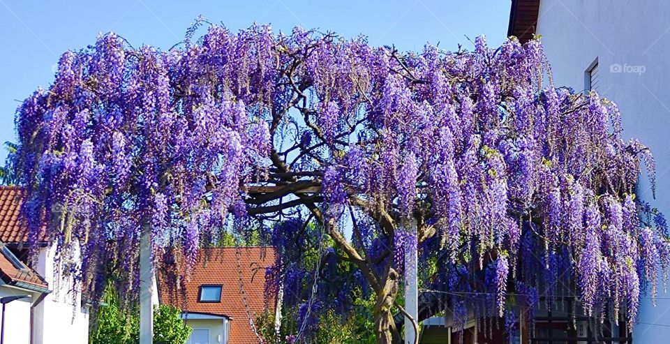 A beautiful large lavender tree adorns a small house in rural “Bavaria”, Germany. The intense purple color of the blooming flowers that are hanging off the branches that are breaking full dominates the visual. 2023. Hypnotic Productions