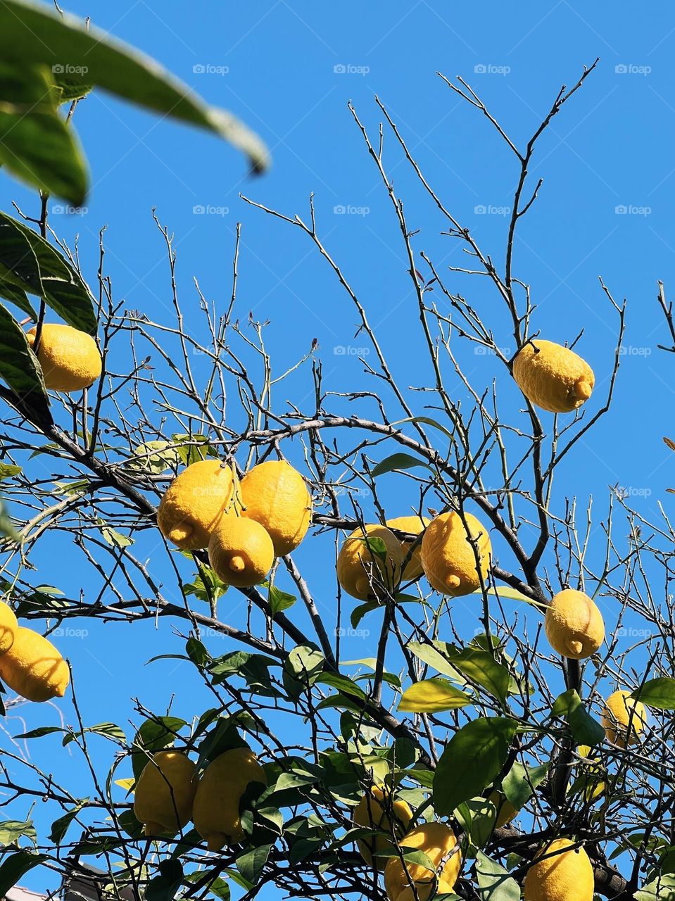 Lemons on the tree branches in front of a blue sky