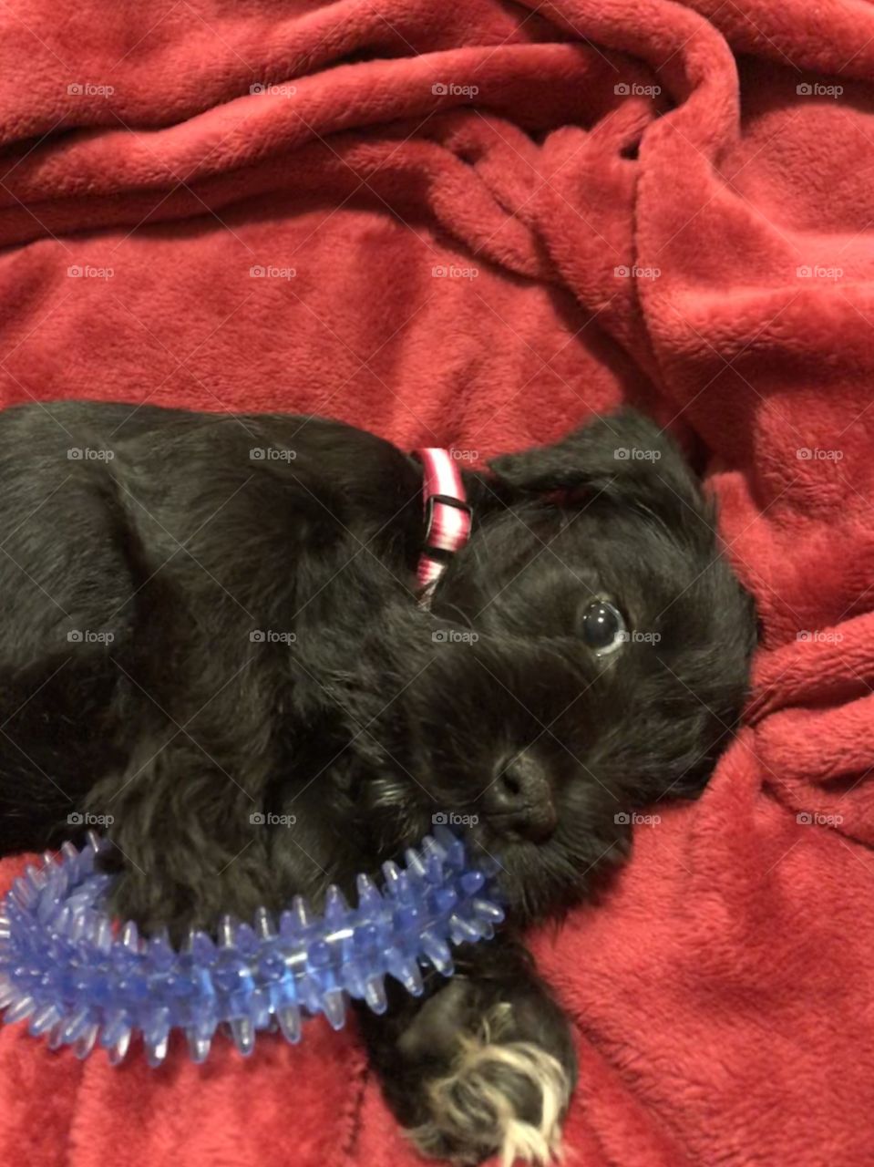 Schnauzer puppy black