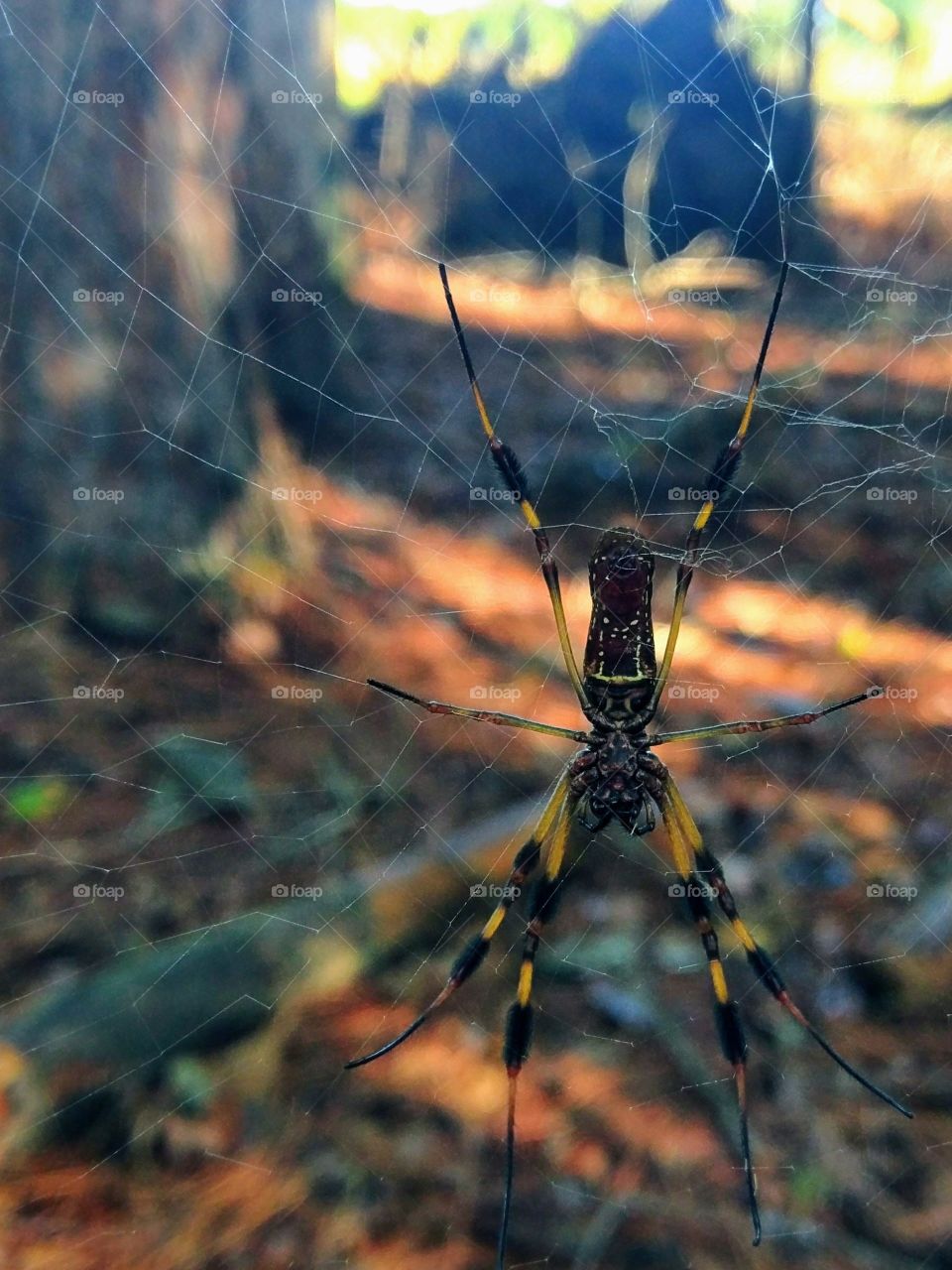 web in woods