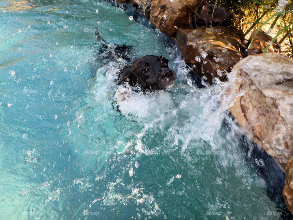 Black lab swimming in the pool