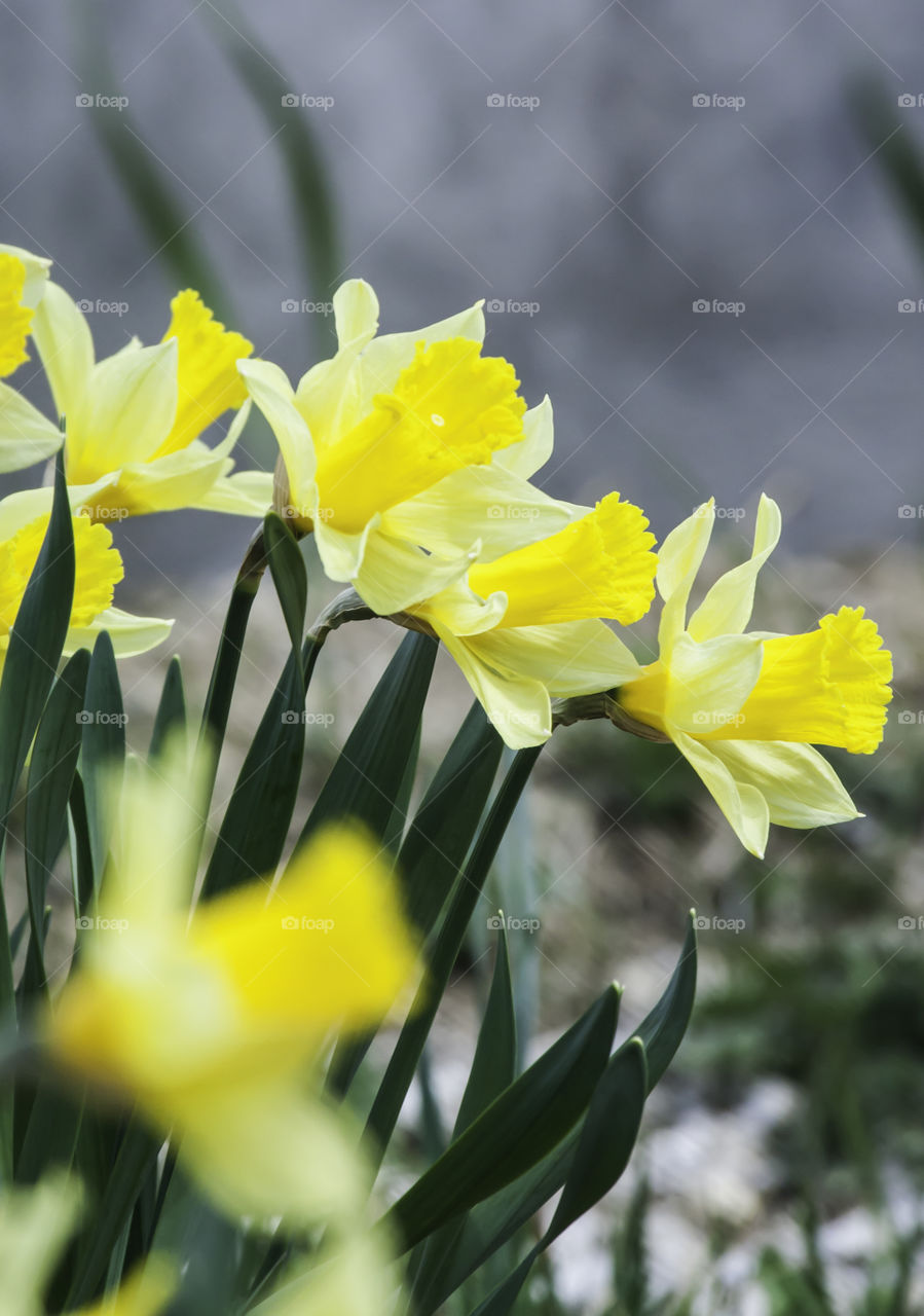 Close-up of yellow flowers