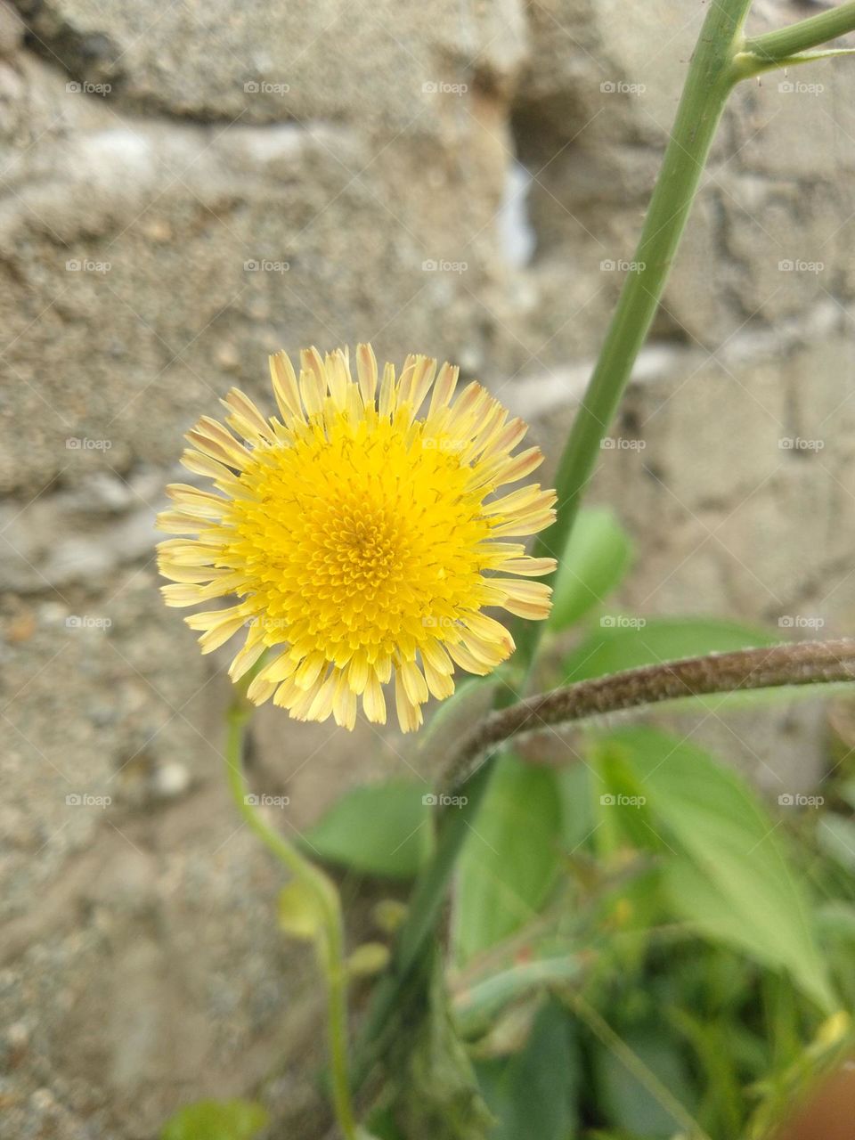 Wild flower