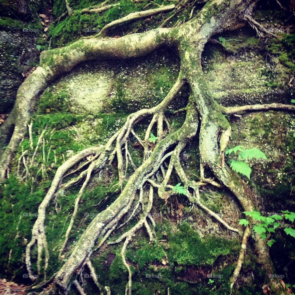 Roots