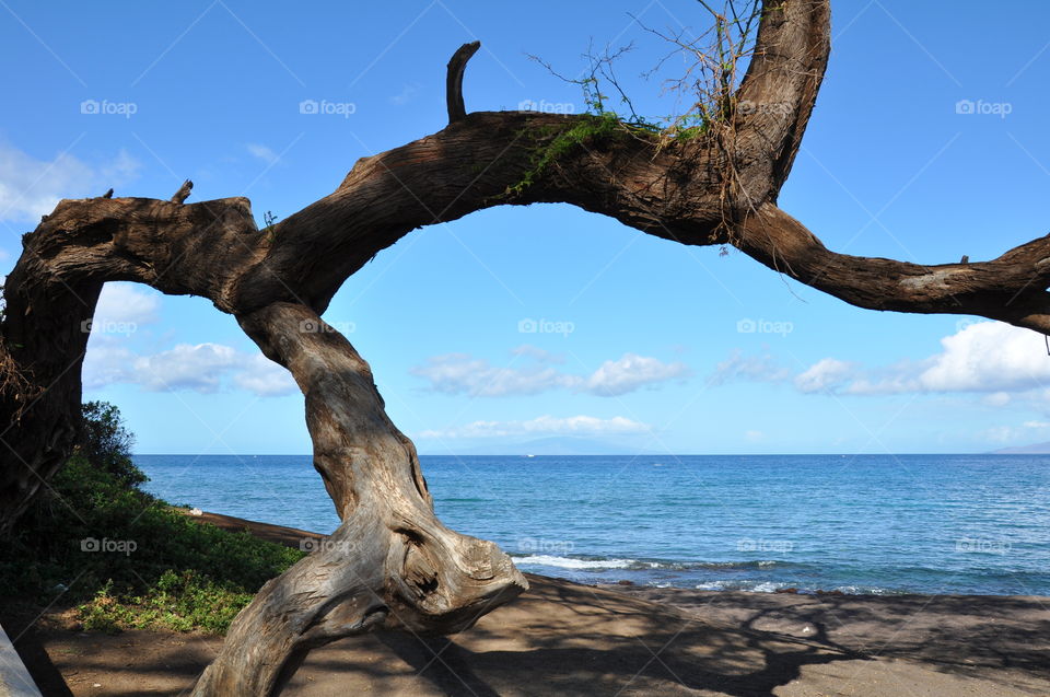 Tree branch framing ocean view