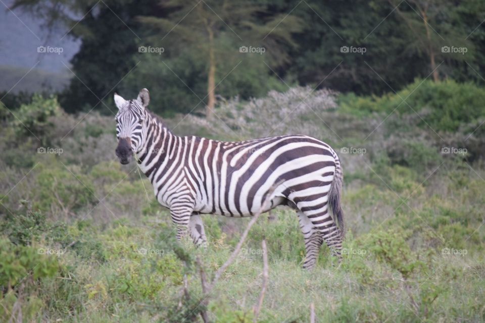 Kenya South African Zebra 