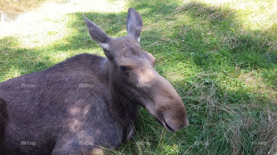 Elk in Danmark