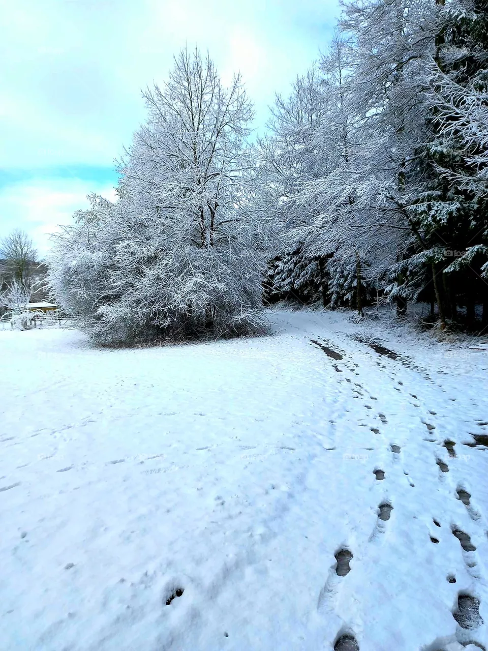 A Walk in the Snow