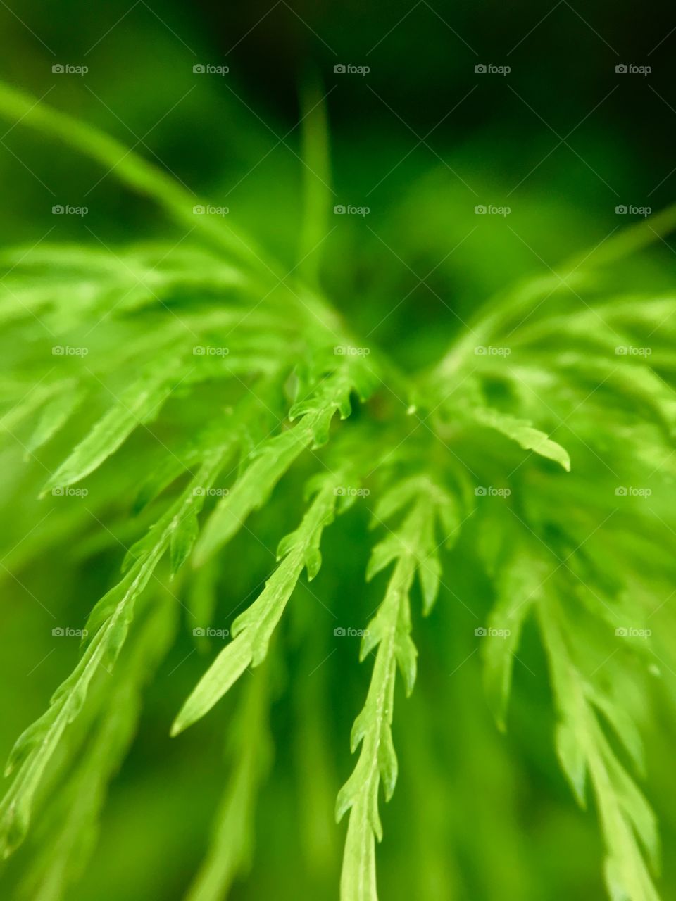 Green fern closeup.
