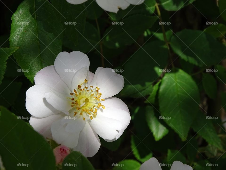 The light gives life