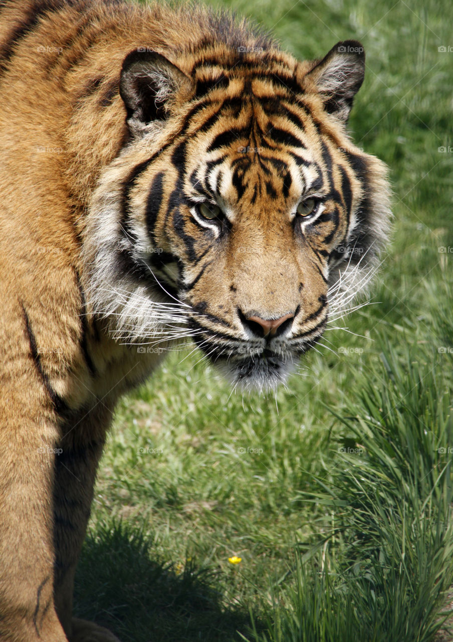 Tiger
