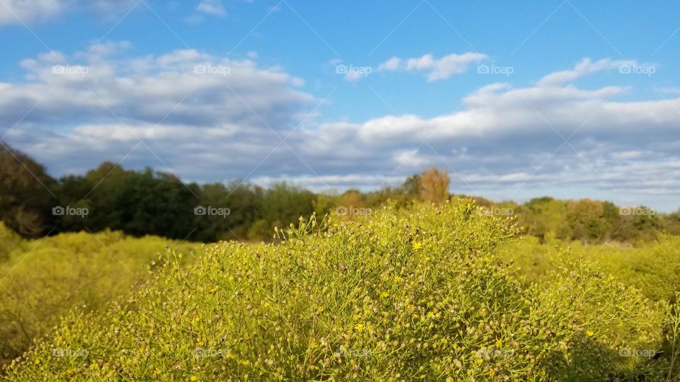 Pasture in Fall with Yellow Weeds Trees of orange & blue cloud filled sky