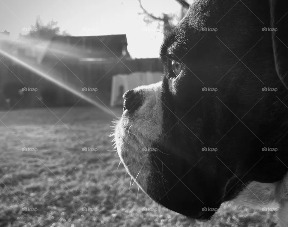 Sun on boxer 